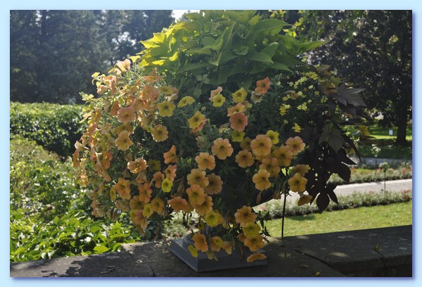 PICT 110-10.8.15.JPG