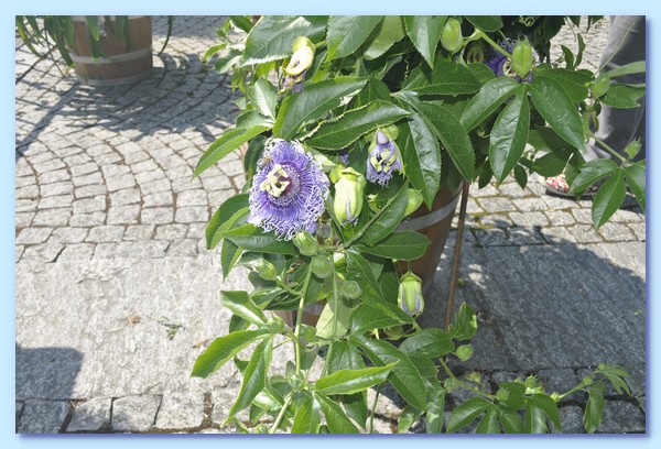 PICT 113-10.8.15.JPG