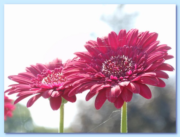 PICT 125-10.8.15.JPG