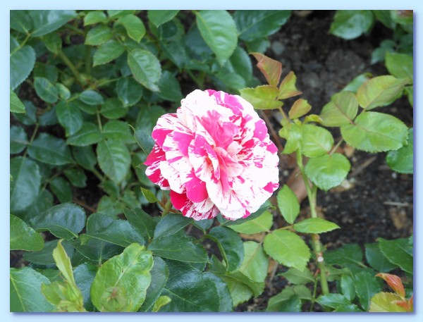 PICT 129-10.8.15.JPG