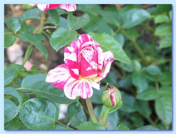 PICT 130-10.8.15.JPG