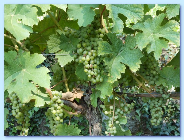 PICT 142-10.8.15.JPG