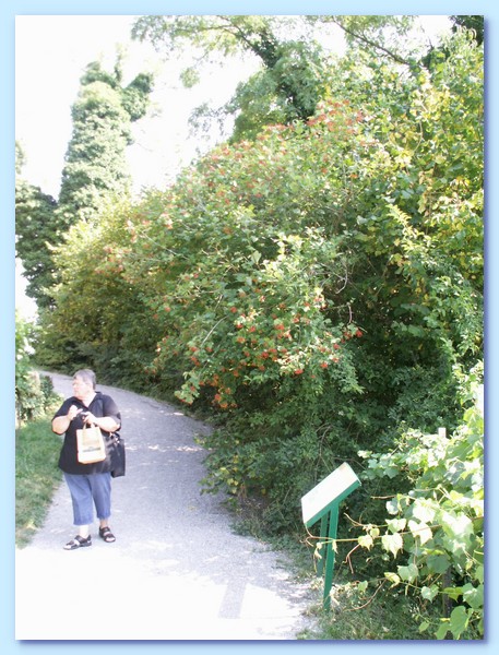 PICT 143-10.8.15.JPG