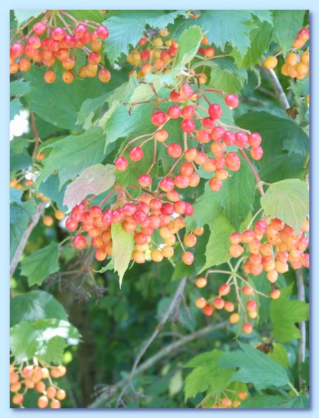 PICT 144-10.8.15.JPG