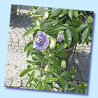 PICT 113-10.8.15.JPG