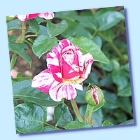 PICT 130-10.8.15.JPG