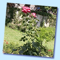 PICT 137-10.8.15.JPG