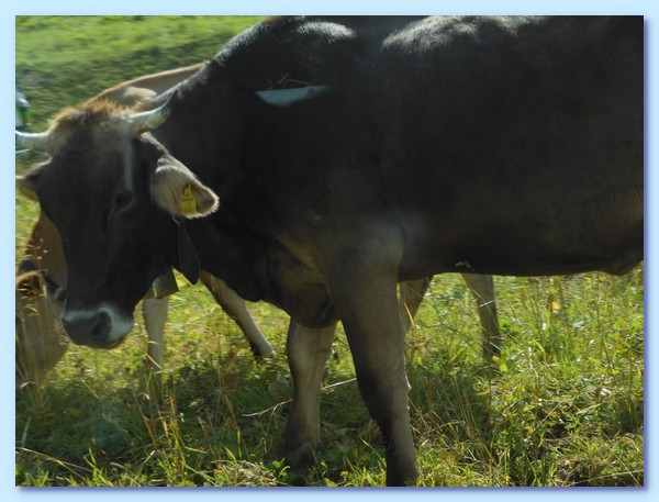 PICT 219-12.8.15.JPG